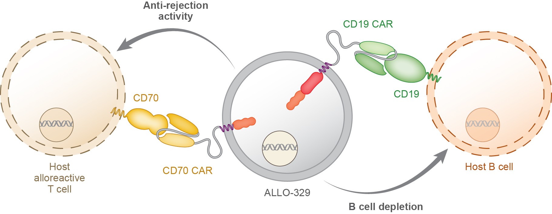 ALLO-329 Dagger technology diagram: the CD70 CAR on ALLO-329 binds CD70 on host alloreactive T cells (anti-rejection activity) and its CD19 CAR binds CD19 on host B cells (B cell depletion).