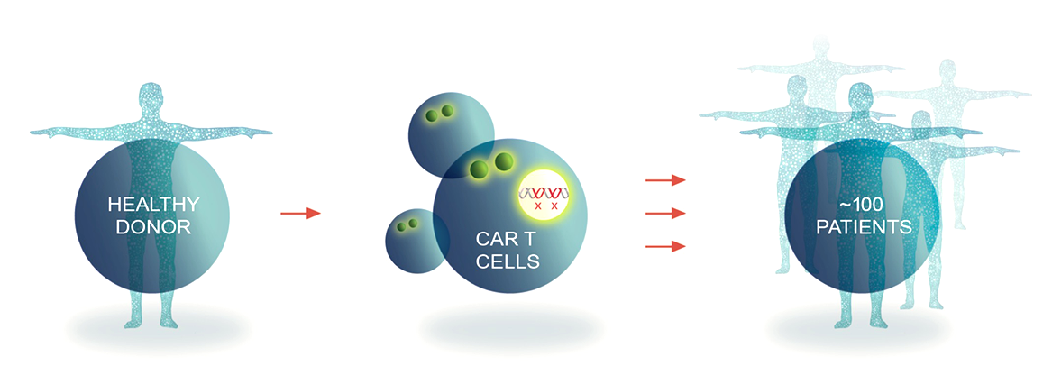 A healthy donor's T cells become CAR T cells that can treat approximately 100 patients