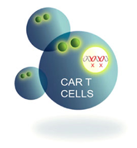 CAR T cells