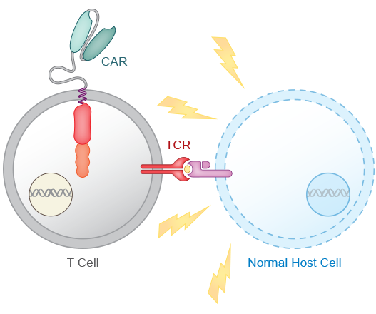 TCR elimination diagram, part 1: the T cell receptor (TCR) of a donor CAR T cell recognizes a normal host cell and attacks it.
