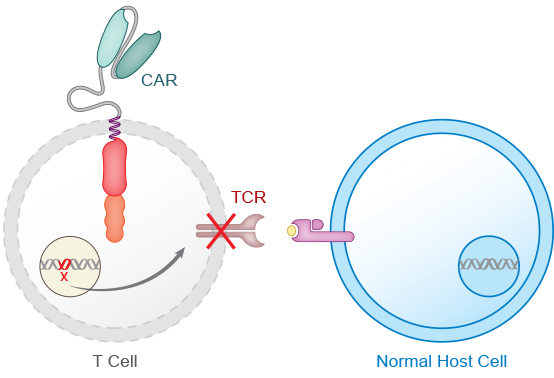 TCR elimination diagram, part 2: with the TCR gene edited out, the CAR T cell has no TCR and no longer recognizes the normal host cell.
